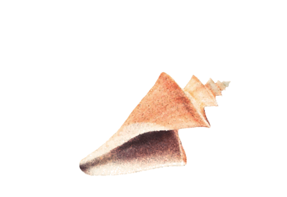 Seashells, Fish, and Beach Fighting Conch Shell Artwork