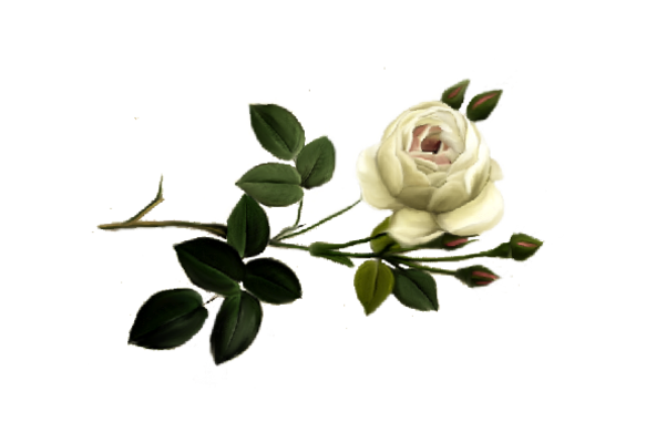 Spring Flowers, Autumn Leaves, Grapes Alba Rose Artwork
