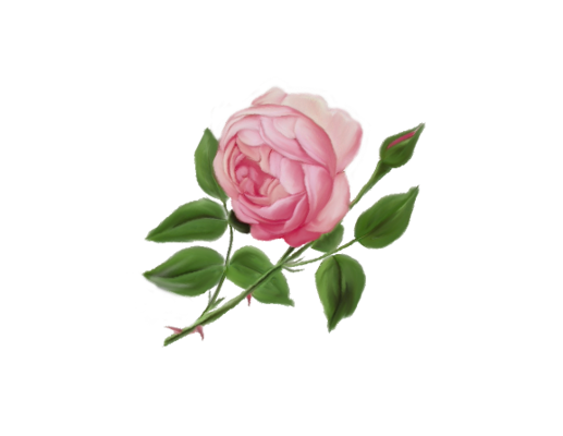 Spring Flowers, Autumn Leaves, Grapes English Rose Artwork