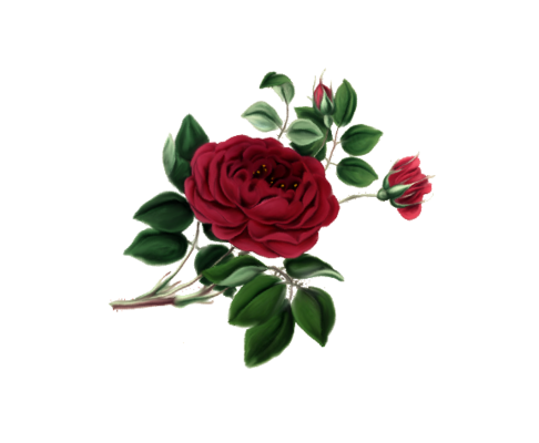 Spring Flowers, Autumn Leaves, Grapes Gullica Rose Artwork