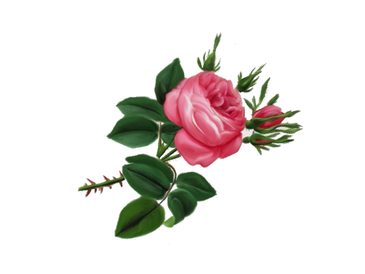 Spring Flowers, Autumn Leaves, Grapes Victorian Rose Artwork