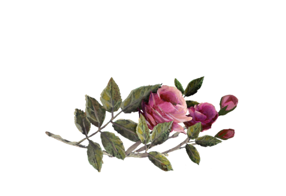 Spring Flowers, Autumn Leaves, Grapes Fuschia Rose Artwork