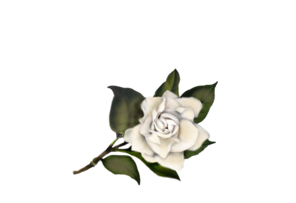 Spring Flowers, Autumn Leaves, Grapes Gardenia Artwork