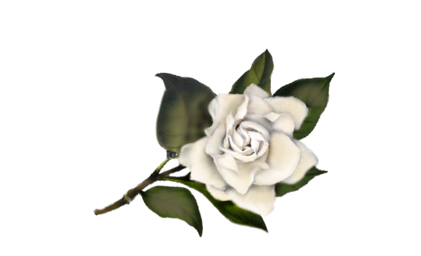 Winter and Holiday Gardenia Artwork