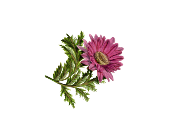 Spring Flowers, Autumn Leaves, Grapes Gerbera Daisy (pink) Artwork