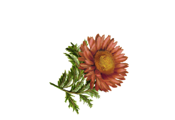 Spring Flowers, Autumn Leaves, Grapes Gerbera Daisy (rust) Artwork
