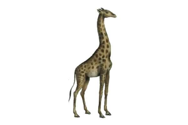 Spring Flowers, Autumn Leaves, Grapes Giraffe Artwork