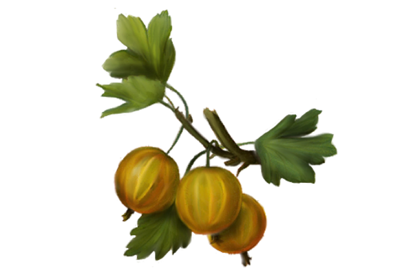 Spring Flowers, Autumn Leaves, Grapes Gooseberry Artwork