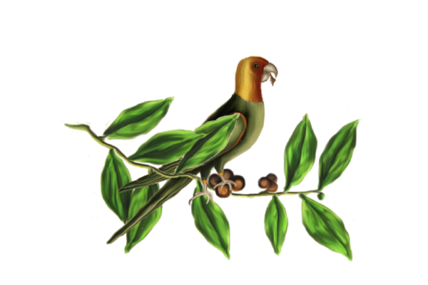 Birds and Butterflies Green Parrot Artwork