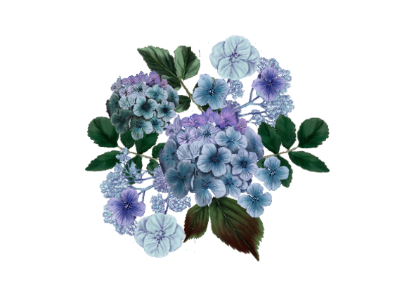 Spring Flowers, Autumn Leaves, Grapes Hydrangea (blue)  Flower Painting Illustration Artwork