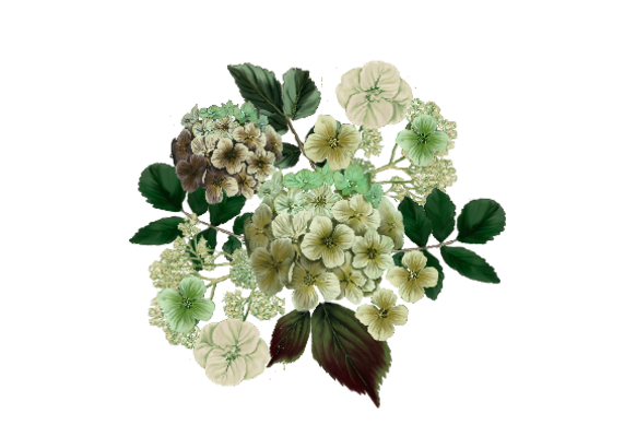 Spring Flowers, Autumn Leaves, Grapes Hydrangea (ivory)  Flower Painting Illustration Artwork