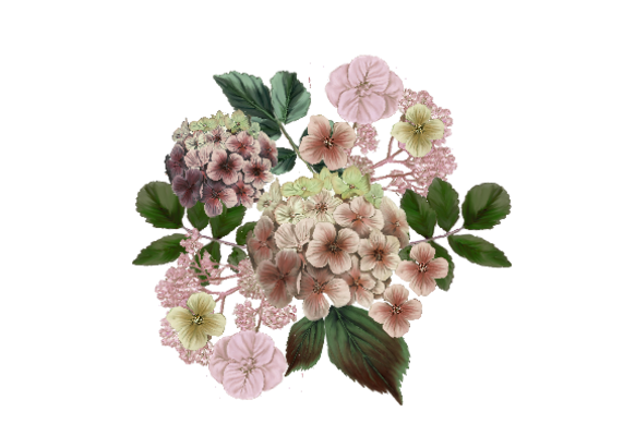 Spring Flowers, Autumn Leaves, Grapes Hydrangea (pink)  Flower Painting Illustration Artwork