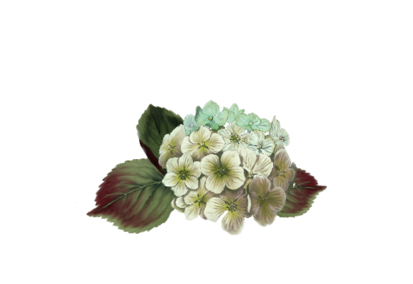 Spring Flowers, Autumn Leaves, Grapes Hydrangea Single (ivory) Flower Painting Illustration Artwork