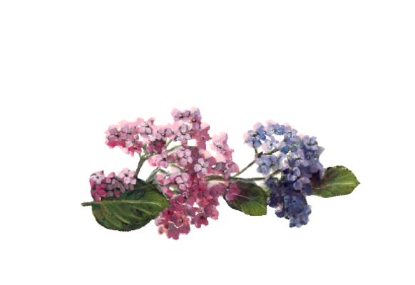 Spring Flowers, Autumn Leaves, Grapes Hydrangea Sprig (pink & blue)  Flower Painting Illustration Artwork