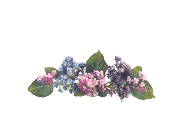 Spring Flowers, Autumn Leaves, Grapes Hydrangeas Artwork