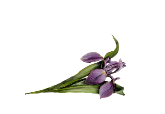 Spring Flowers, Autumn Leaves, Grapes Iris Artwork