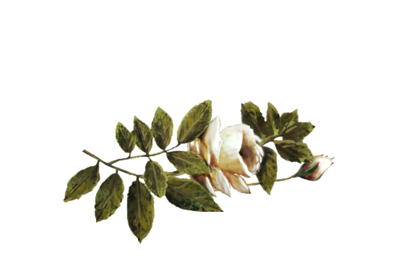 Spring Flowers, Autumn Leaves, Grapes Ivory Rose Artwork