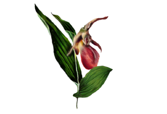Spring Flowers, Autumn Leaves, Grapes Lady Slipper Orchid Artwork