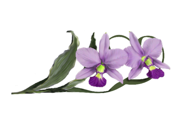Spring Flowers, Autumn Leaves, Grapes Laelia Orchid Artwork
