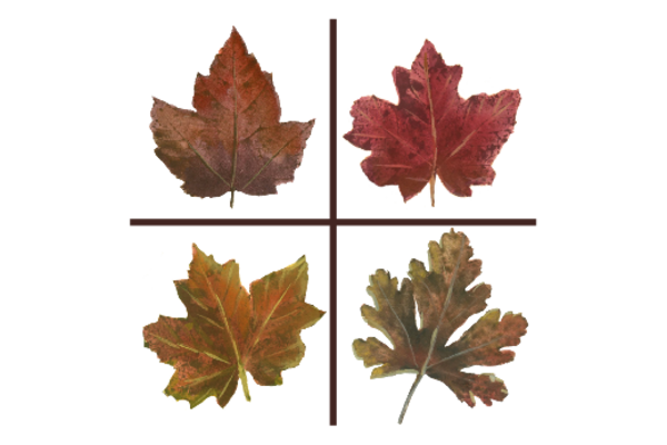 Spring Flowers, Autumn Leaves, Grapes Leaf Flourish 06 Artwork