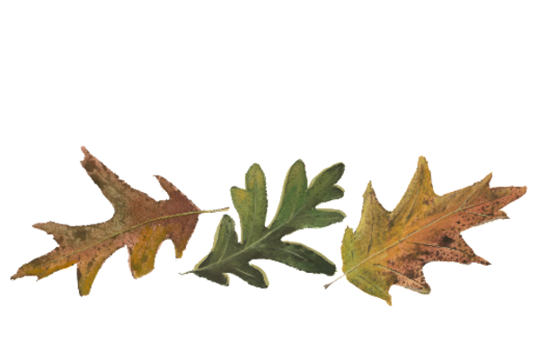 Spring Flowers, Autumn Leaves, Grapes Leaf Pattern 02 Artwork