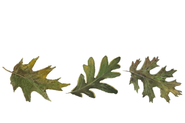 Spring Flowers, Autumn Leaves, Grapes Leaf Pattern 03 Artwork