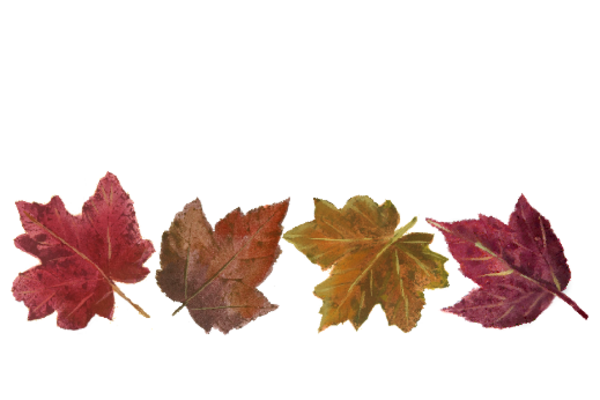 Spring Flowers, Autumn Leaves, Grapes Leaf Pattern 04 Artwork