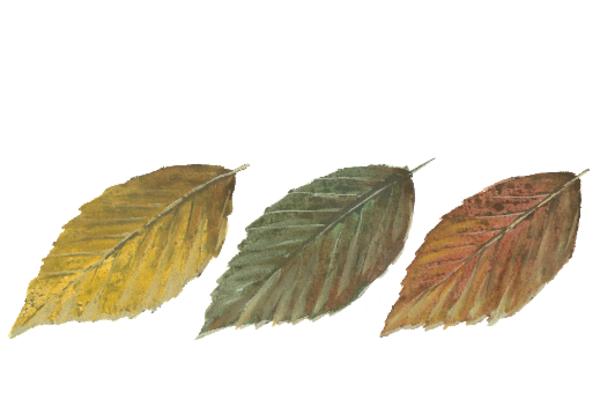 Spring Flowers, Autumn Leaves, Grapes Leaf Pattern 05 Artwork