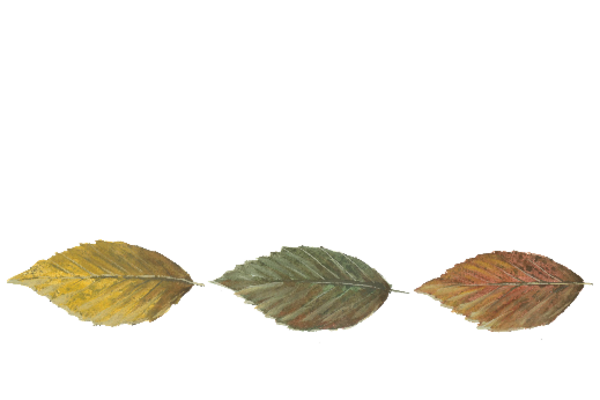 Spring Flowers, Autumn Leaves, Grapes Leaf Pattern 06 Artwork