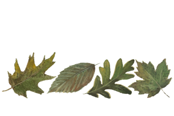 Spring Flowers, Autumn Leaves, Grapes Leaf Pattern 07 Artwork