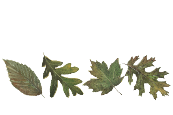 Spring Flowers, Autumn Leaves, Grapes Leaf Pattern 08 Artwork