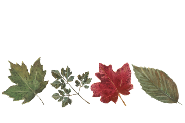 Spring Flowers, Autumn Leaves, Grapes Leaf Pattern 09 Artwork