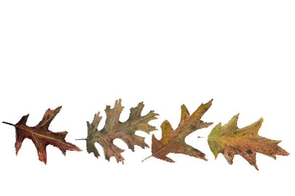 Spring Flowers, Autumn Leaves, Grapes Leaf Pattern 12 Artwork