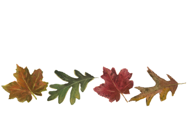 Spring Flowers, Autumn Leaves, Grapes Leaf Pattern 13 Artwork