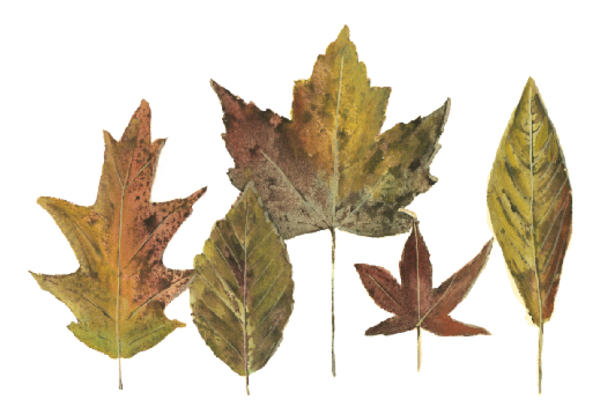 Spring Flowers, Autumn Leaves, Grapes Leaf Pattern 14 Artwork