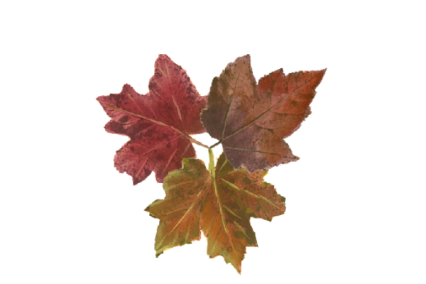 Spring Flowers, Autumn Leaves, Grapes Leaf Pattern 15 Artwork