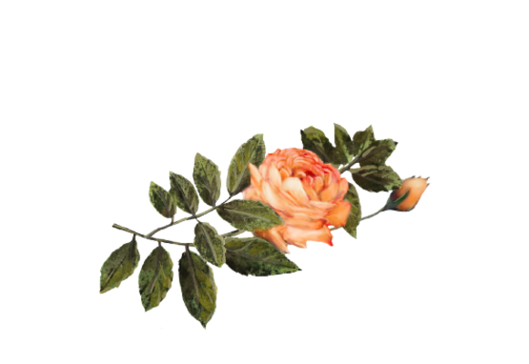 Spring Flowers, Autumn Leaves, Grapes Light Orange Rose Artwork