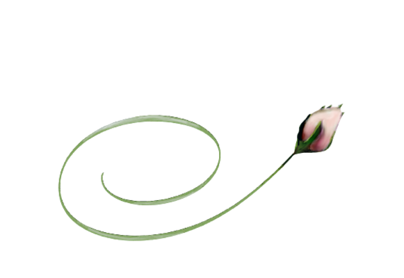 Spring Flowers, Autumn Leaves, Grapes Light Pink Rose Bud Artwork