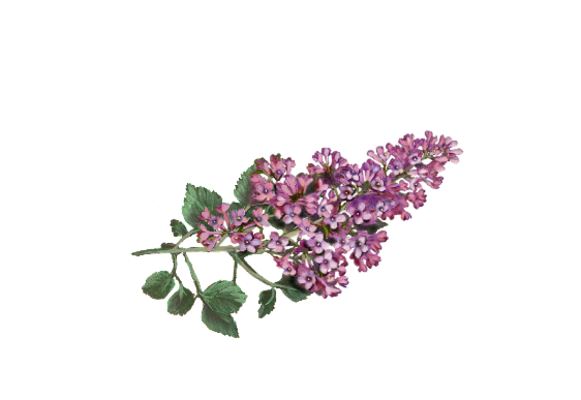 Spring Flowers, Autumn Leaves, Grapes Lilac Artwork