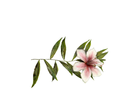 Spring Flowers, Autumn Leaves, Grapes Lily Artwork