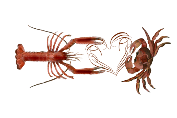 Seashells, Fish, and Beach Lobster Love Artwork