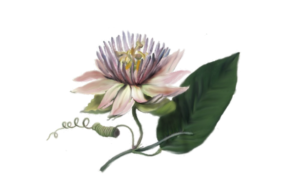 Spring Flowers, Autumn Leaves, Grapes Lotus (lavender) Artwork