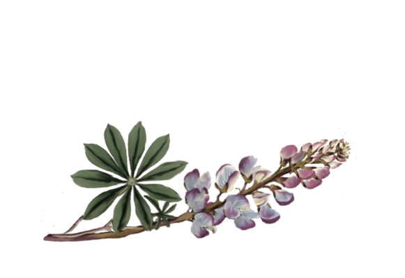 Spring Flowers, Autumn Leaves, Grapes Lupine Artwork