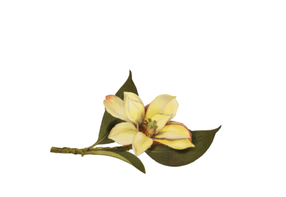 Spring Flowers, Autumn Leaves, Grapes Magnolia Artwork