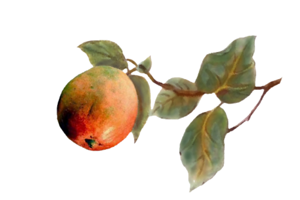 Spring Flowers, Autumn Leaves, Grapes Mango Artwork