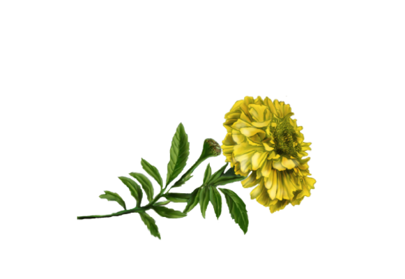 Spring Flowers, Autumn Leaves, Grapes Marigold Artwork