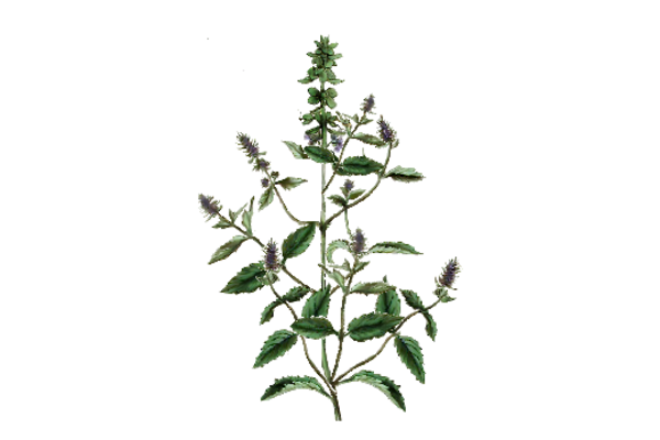 Spring Flowers, Autumn Leaves, Grapes Marjoram Artwork