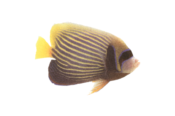 Seashells, Fish, and Beach Mellow Yellow Artwork