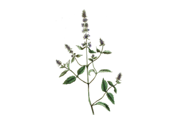 Spring Flowers, Autumn Leaves, Grapes Mint Artwork