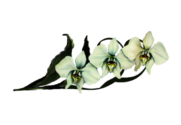Spring Flowers, Autumn Leaves, Grapes Moon Orchid (ivory) Artwork